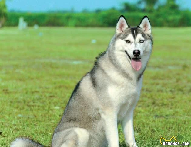 世界十大恶犬藏獒居然都没有上榜