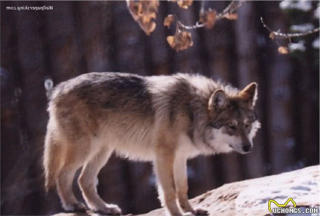 世界十大恶犬藏獒居然都没有上榜