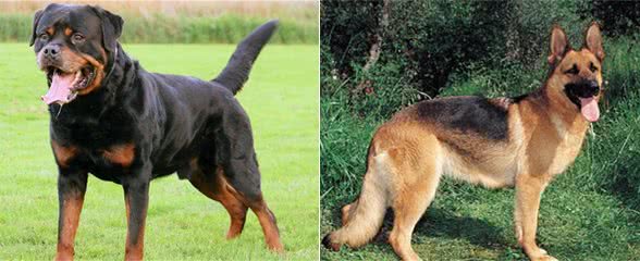 世界十大恶犬藏獒居然都没有上榜