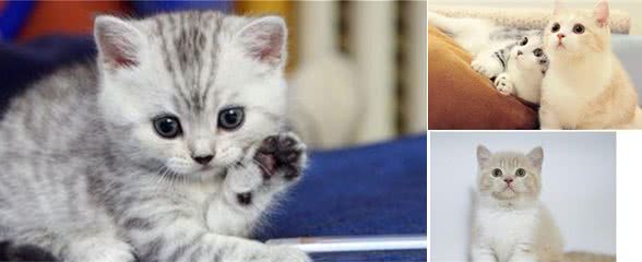 波斯猫的微缩版本迷你波猫，被人们称为“猫中王子”、“王妃”