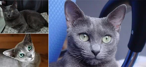 有着“冬之精”美誉的俄罗斯蓝猫，为什么带有东方的韵味？