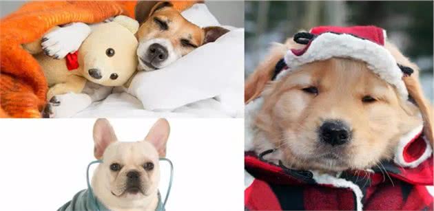不想爱犬生病，想喂药容易？6个转季养护措施你要知