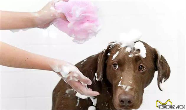 不想爱犬生病，想喂药容易？6个转季养护措施你要知