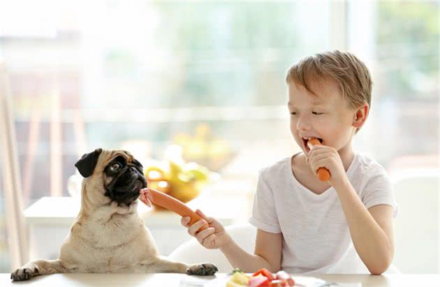 如何健康地给狗狗喂食？狗狗喂食的基础有哪些？