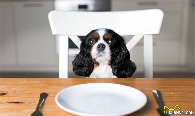 如何健康地给狗狗喂食？狗狗喂食的基础有哪些？