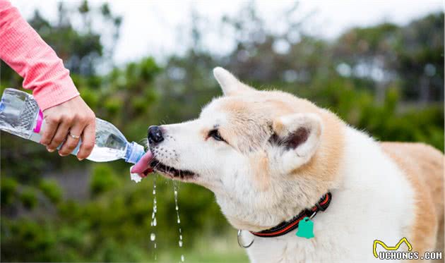 如何健康地给狗狗喂食？狗狗喂食的基础有哪些？