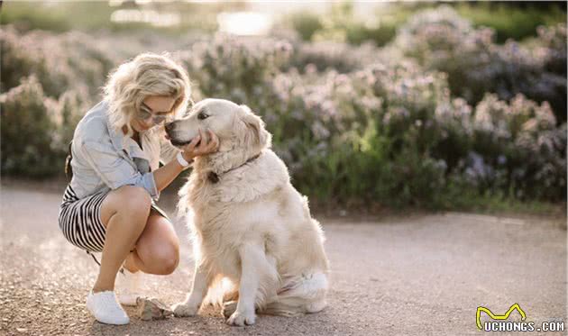 你了解犬的身体语言吗？读懂犬的这些身体语言，让你们更好相处