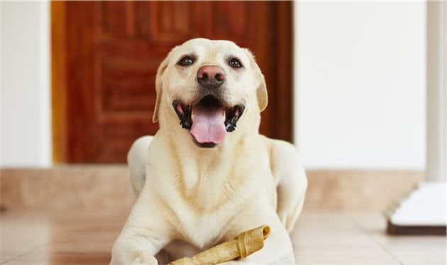 你了解犬的身体语言吗？读懂犬的这些身体语言，让你们更好相处