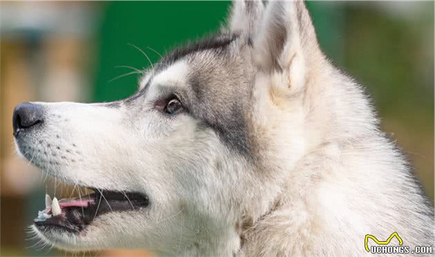 你了解犬的身体语言吗？读懂犬的这些身体语言，让你们更好相处