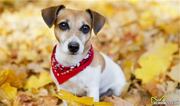 你了解犬的身体语言吗？读懂犬的这些身体语言，让你们更好相处