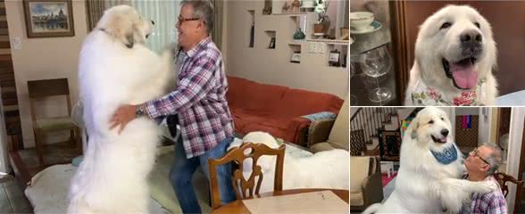 两只大白熊犬共240斤，主人每次回家开门就是一扑，头疼