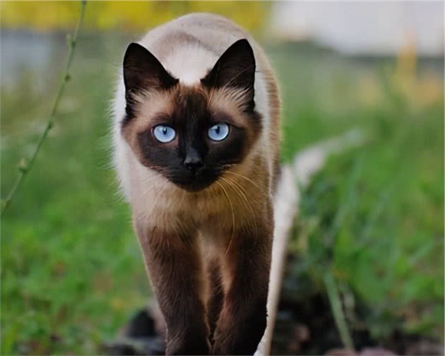 暹罗猫被称为“猫中狗”，因为它有这些特点