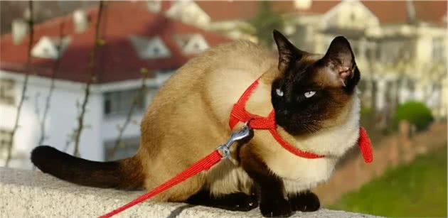暹罗猫被称为“猫中狗”，因为它有这些特点