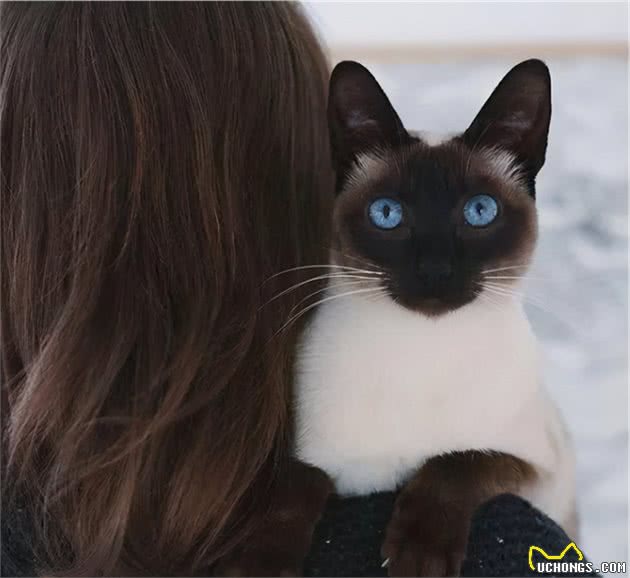 暹罗猫被称为“猫中狗”，因为它有这些特点