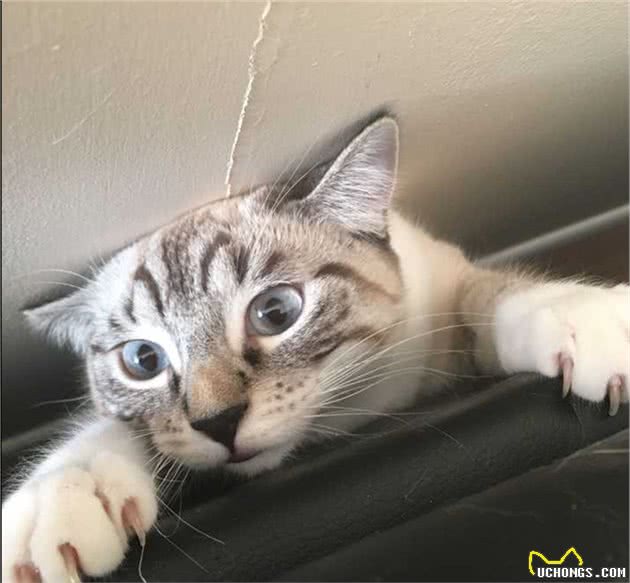 暹罗猫被称为“猫中狗”，因为它有这些特点