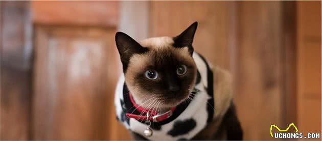 暹罗猫被称为“猫中狗”，因为它有这些特点