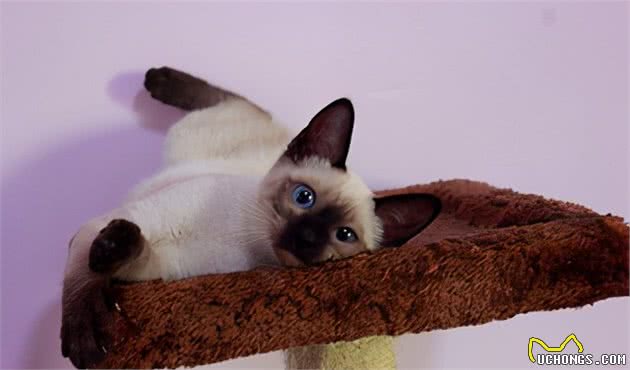 暹罗猫被称为“猫中狗”，因为它有这些特点