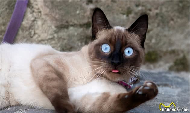 暹罗猫被称为“猫中狗”，因为它有这些特点
