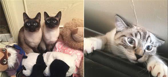 暹罗猫被称为“猫中狗”，因为它有这些特点