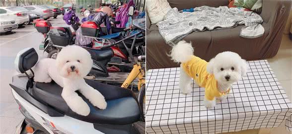 狗狗为什么喜欢刨坑，你知道吗？有这6个原因