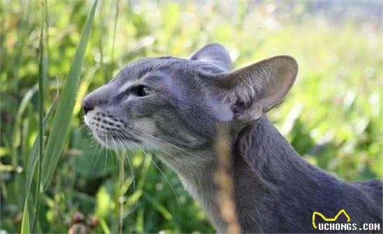 它虽然长的不像猫，但它的确是只猫，东方短毛猫?