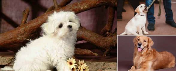 这七种狗，安静不扰邻，最适合在“公寓”养