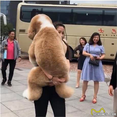 为什么人们不愿意养巨型贵宾犬？这几点是主要原因