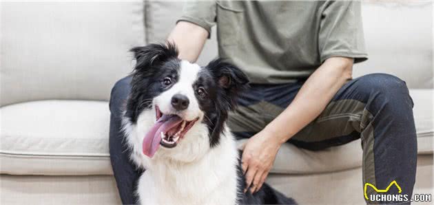 分享今日冷知识：智商分分钟碾压你的边境牧羊犬