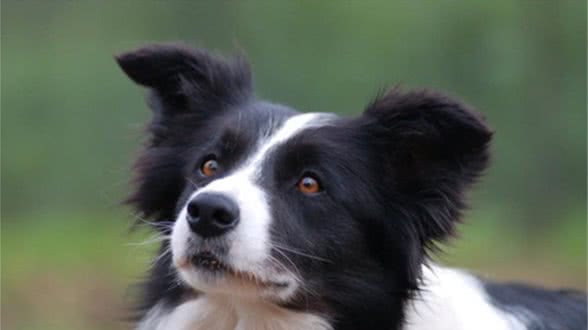 分享今日冷知识：智商分分钟碾压你的边境牧羊犬