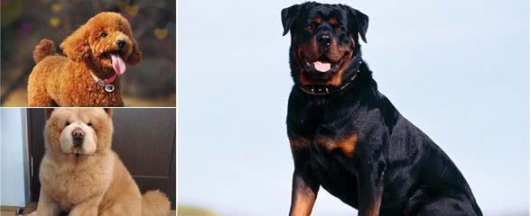 这6种狗别随便养，养了它们就离不开你了