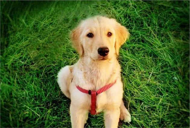 猫狗那点事儿丨狗狗的肠胃问题你知道多少？