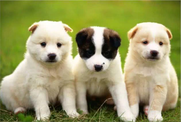 猫狗那点事儿丨狗狗的肠胃问题你知道多少？