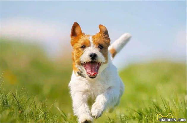 猫狗那点事儿丨狗狗的肠胃问题你知道多少？