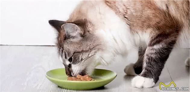 最容易有“泪痕”的猫，想养猫的记得避开
