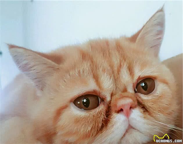 最容易有“泪痕”的猫，想养猫的记得避开