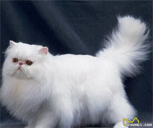 最容易有“泪痕”的猫，想养猫的记得避开