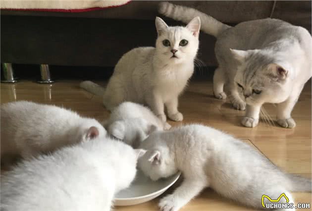 最容易有“泪痕”的猫，想养猫的记得避开