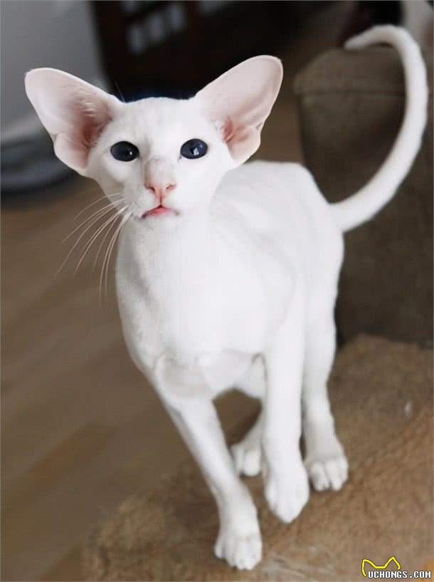 最容易有“泪痕”的猫，想养猫的记得避开