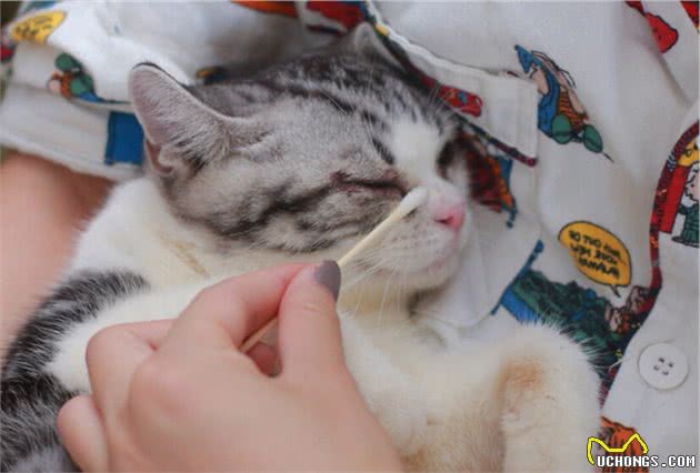 最容易有“泪痕”的猫，想养猫的记得避开