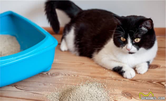 最容易有“泪痕”的猫，想养猫的记得避开