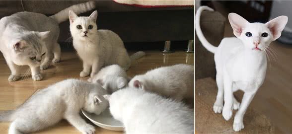 最容易有“泪痕”的猫，想养猫的记得避开