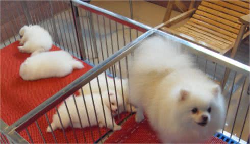 这样的“博美犬”不要买，它的命不长
