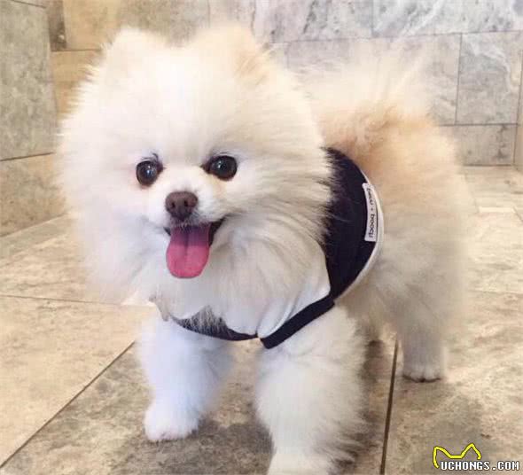这样的“博美犬”不要买，它的命不长