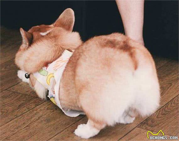 为什么英国女王“偏爱”柯基犬？原来真相是这样，我也拒绝不了！