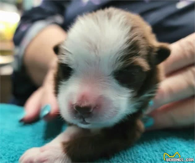 全球首只六脚牧羊犬成功存活！曾被狗妈嫌弃，如今走向巅峰引大赞