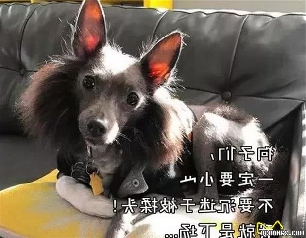 冠毛犬和博美的“结晶”，居然是一个“秃子”？大自然太神奇了