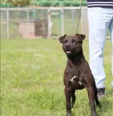 疯狂的小恶魔，来自大不列颠的钢炮梗犬