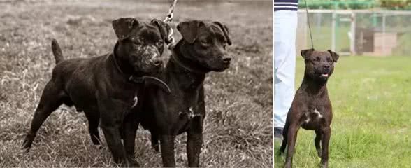 疯狂的小恶魔，来自大不列颠的钢炮梗犬