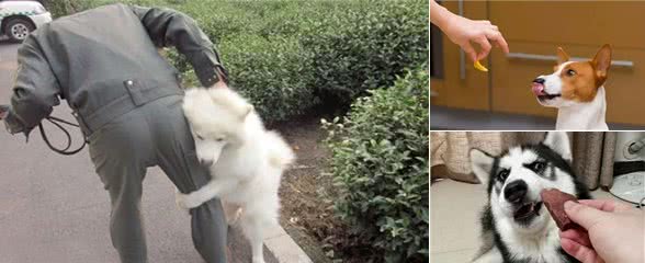 主人觉得有趣，狗狗很害怕的5种“惩罚方式”