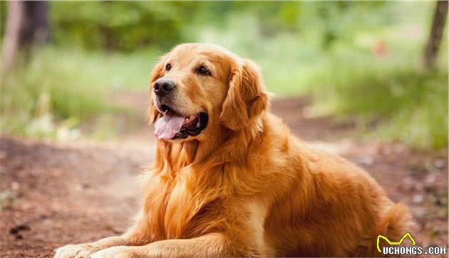 世界上名贵犬种清单（一）